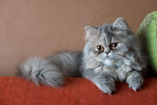 Grey persian smoke cat lying on a red blanket