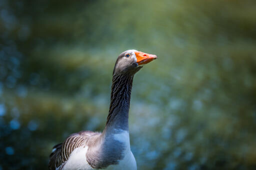 Close up portrait of a pilgrim Goose