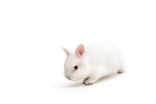 Polish rabbit against white background