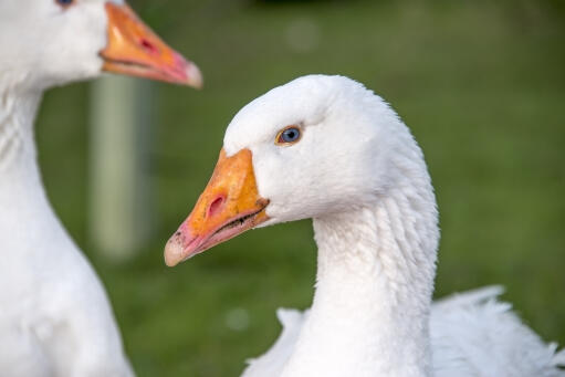 Pair of roman geese