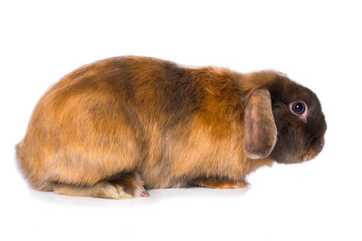 Side view of a satin rabbit against a white background