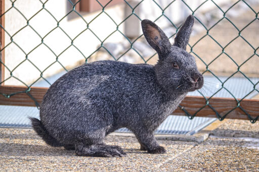 Silver rabbit in an outdoor run