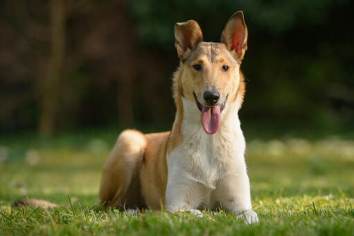 Smooth-collie-lying-in-grass