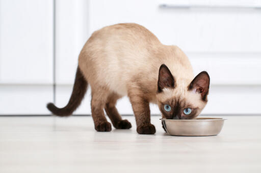 Thai cat eating from a bowl in a kitchen
