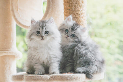 Two silver tabby persian kitten sitting in a cat tree