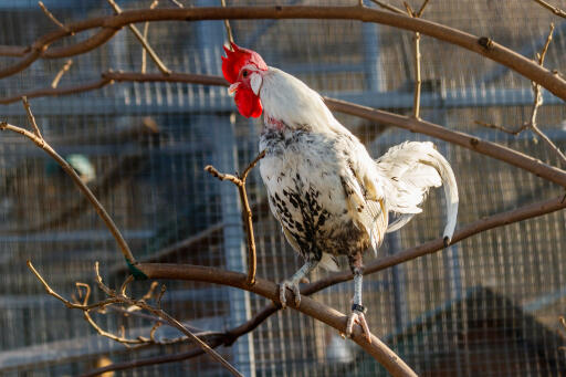 Yokohama chicken in tree branches