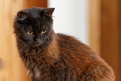 Close up  of york chocolate cat looking intently