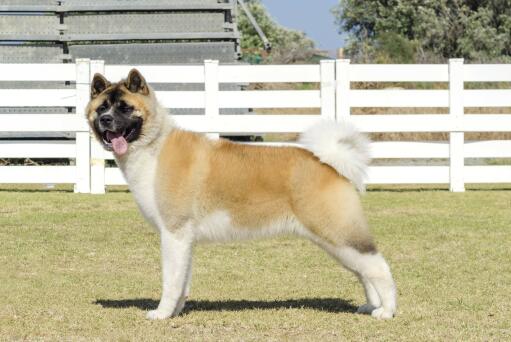 An adult akita with a lovely wooly coat