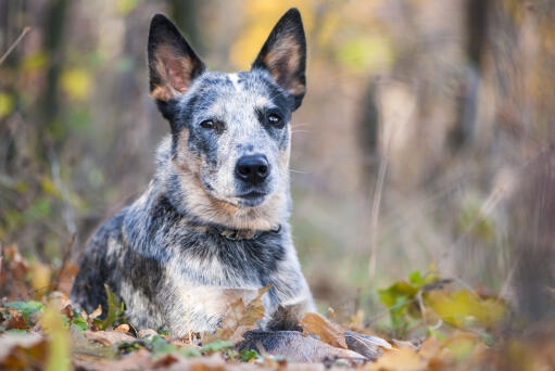 A close up of a australian cattle dog's beautiful sharp ears