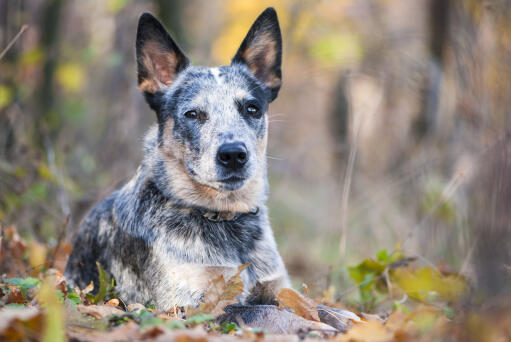 Australian Cattle Dog Dog Breeds