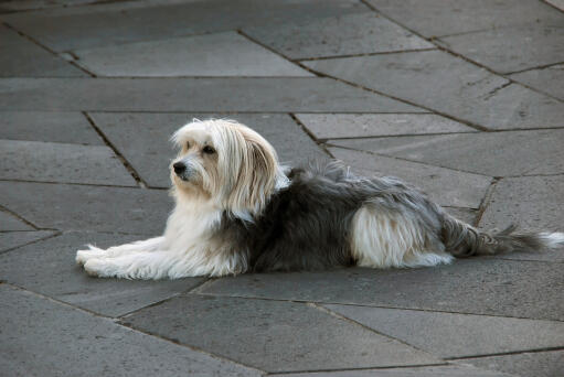 A long haired catalan sheepdog lying beautifully