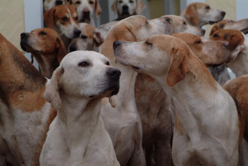 A pack of english foxhounds at the kennel