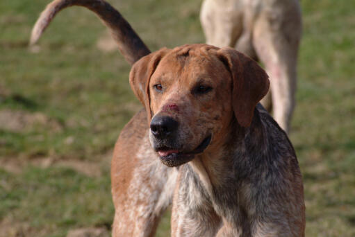 An english foxhound's lovely, thick coat