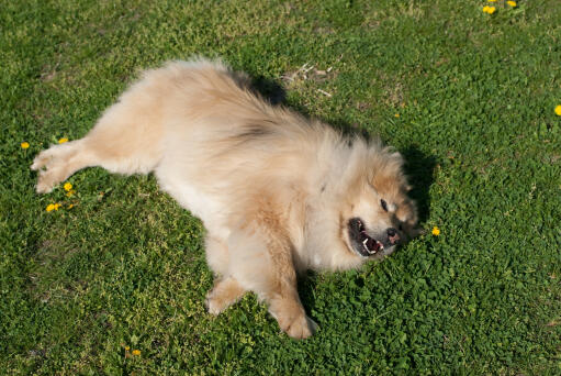 A eurasier with a lovely thick soft coat lying down on the grass