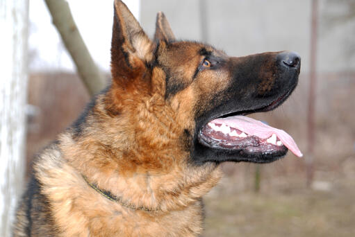 A close up of a german shepherd's beautiful, thick, soft coat