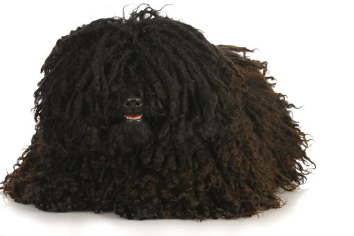 A puli's beautiful, little nose poking out from it's thick, tightly curled coat