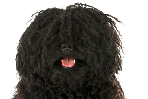 A close up of an adult puli painting, with beautiful, curly cords