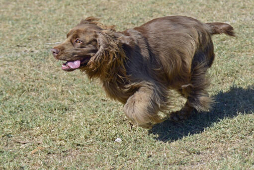 A sussex spaniel running at full pase across the grass