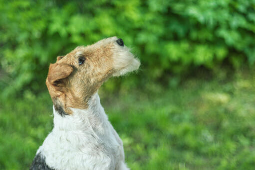 A wire fox terrier showing off it's beautiful, long nose and wiry beard