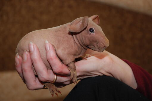 A tiny hairless skinny guinea pig with beautiful big eyes