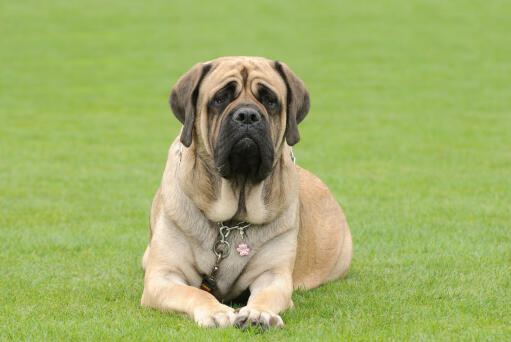 Mastiff-lying-down