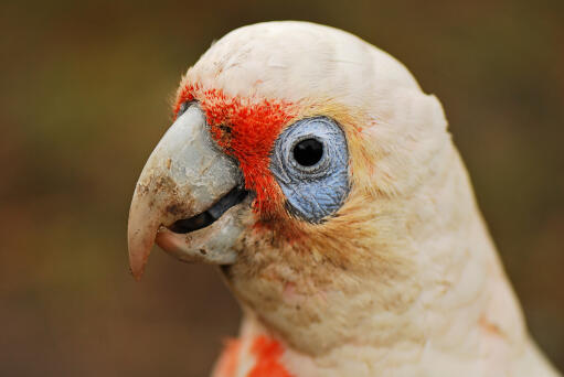 A close up of a little corella's beautiful eyes