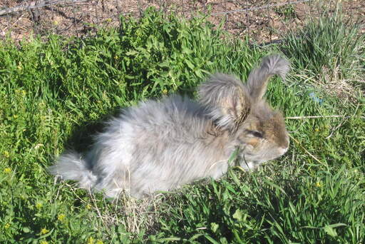 An anGora rabbit playing on the grass