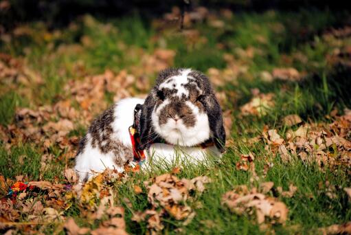 A lovely little mini lop rabbit sitting in the grass