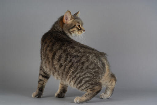 Tabby manx cat looking backwards