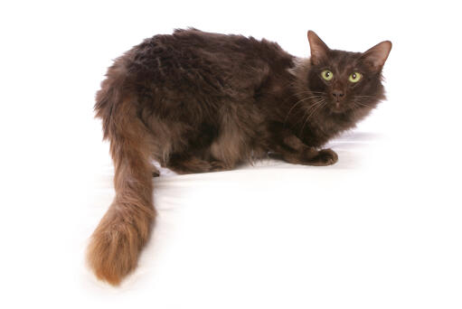 Long haired chocolate oriental cat with long bushy tail lying against a white background