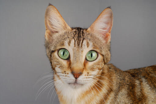 Sokoke cat head close up against a grey backdrop