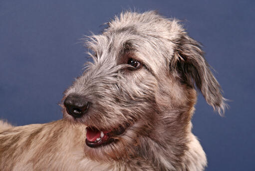 A close up of an irish wolfhound's lovely wiry beard and soft ears