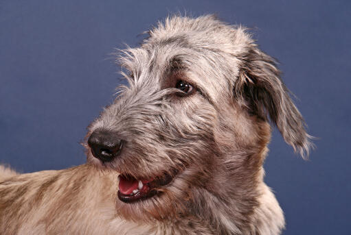 how much does an irish wolfhound cost