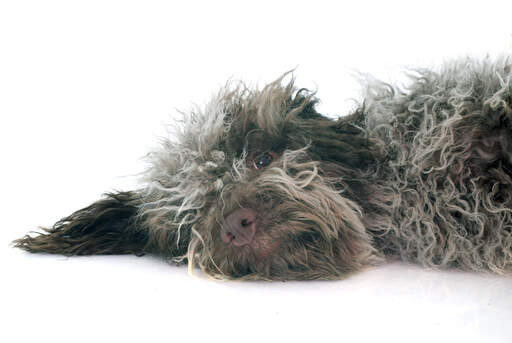 A GorGeous laGotto romagnolo puppy looking out through his thick fur