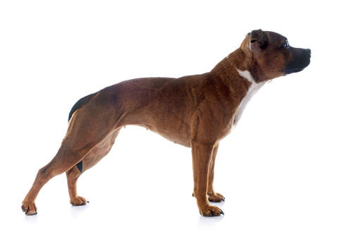 A young, red coated staffordshire bull terrier standing tall, showing off its wonderful physique