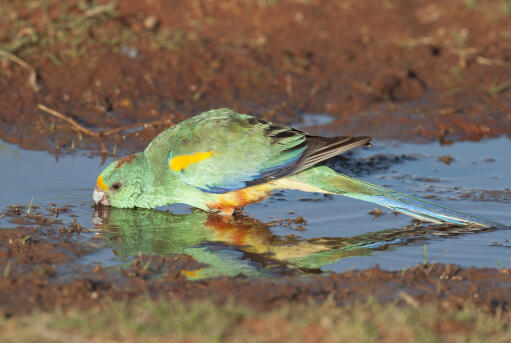 A mulga parrot's incredible colour pattern