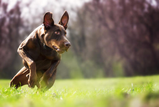 A doberman pinscher running at full pace