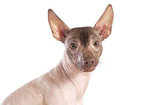 The iconic face of a mexican hairless