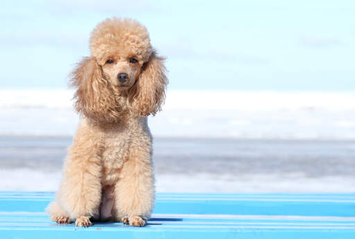 An adult miniature poodle's lovely, fluffy ears