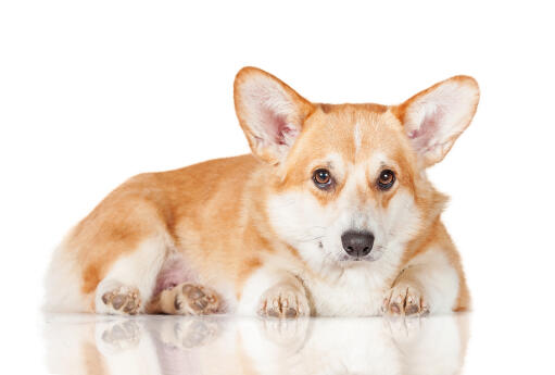 A young adult pembroke welsh corgi resting, waiting for some attention