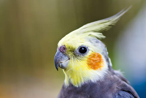 A close up of a cockatiel's beautiful eyes and orange cheek feathers