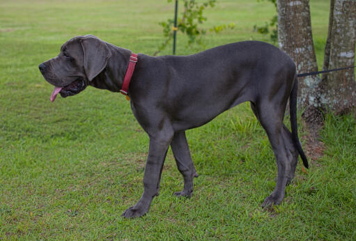 A healthy adult great dane showing off it's incredibly tall body and giant paws