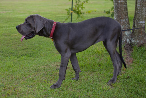 Healthy great sales dane