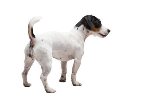 A young jack russell terrier with a lovely and neat short coat