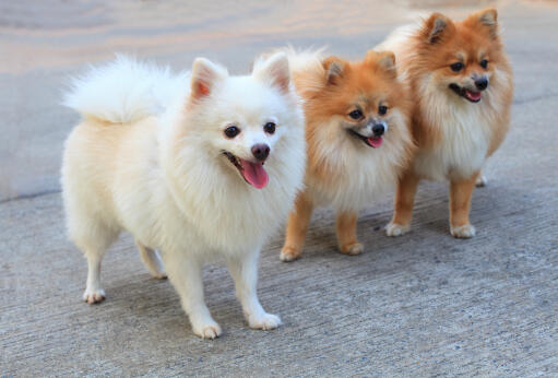 Three lovely pomeranians, each with big, bushy tails and beautiful pointed ears