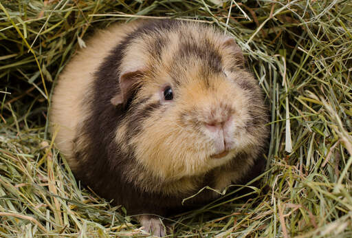 A close up of a teddy guinea pig's beautiful little nose and mouth