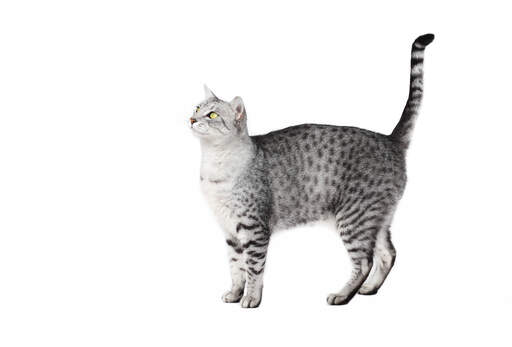 forklædning Tilpasning hverdagskost Egyptian Mau Cats | Cat Breeds