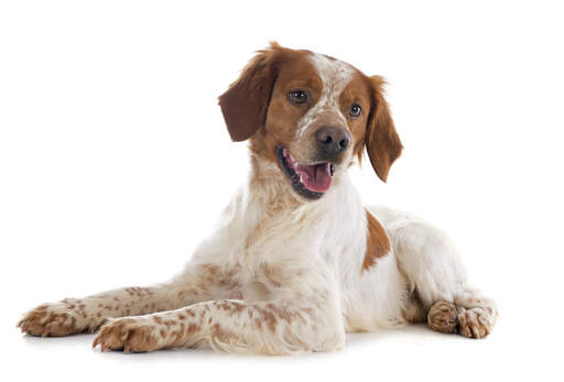 A healthy, young brittany, waiting patiently for some attention