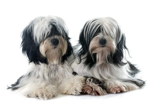 Two black and white tibetan terriers with wonderful, long soft coats