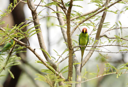 A plum headed parakeet's beautiful, long tail feathers